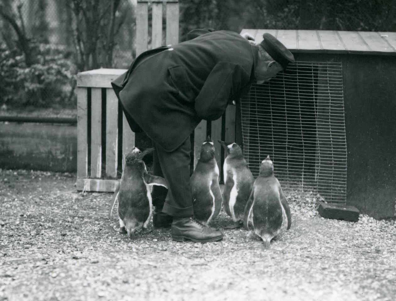 Pingüinos Gentoo con el cuidador Albert White, Zoológico de Londres, c.1914 de Frederick William Bond