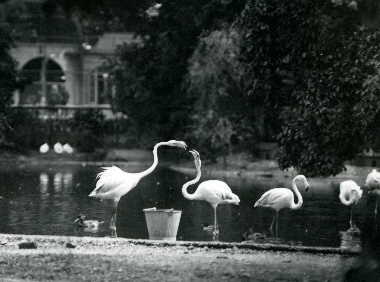 Flamencos mayores en su lago en el zoológico de Londres en 1924 de Frederick William Bond