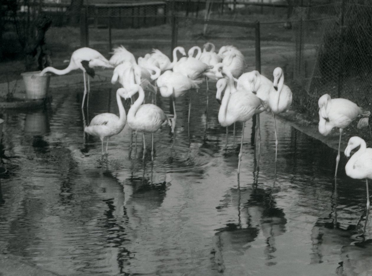 Flamencos mayores en su estanque en el Zoológico de Londres, 1926 de Frederick William Bond