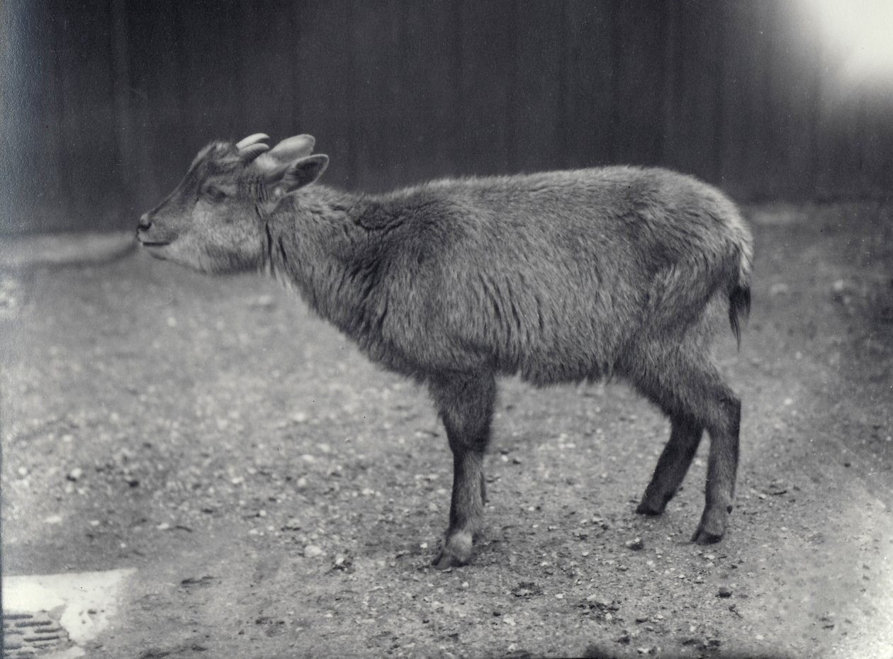 Goral del Himalaya en el Zoológico de Londres, 1914 de Frederick William Bond
