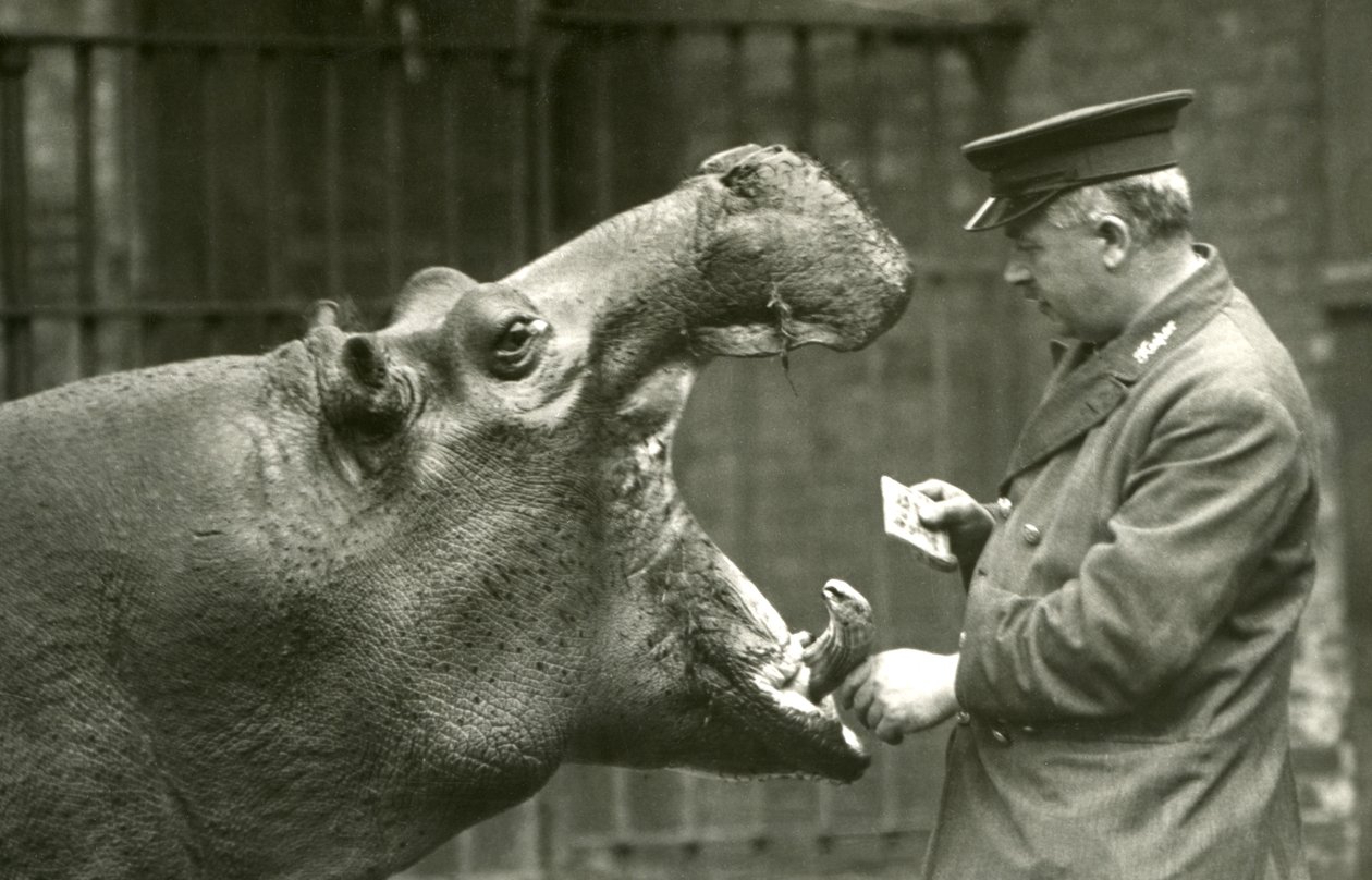 Hipopótamo Bobbie con el cuidador Ernie Bowman, Zoológico de Londres, 1927 de Frederick William Bond