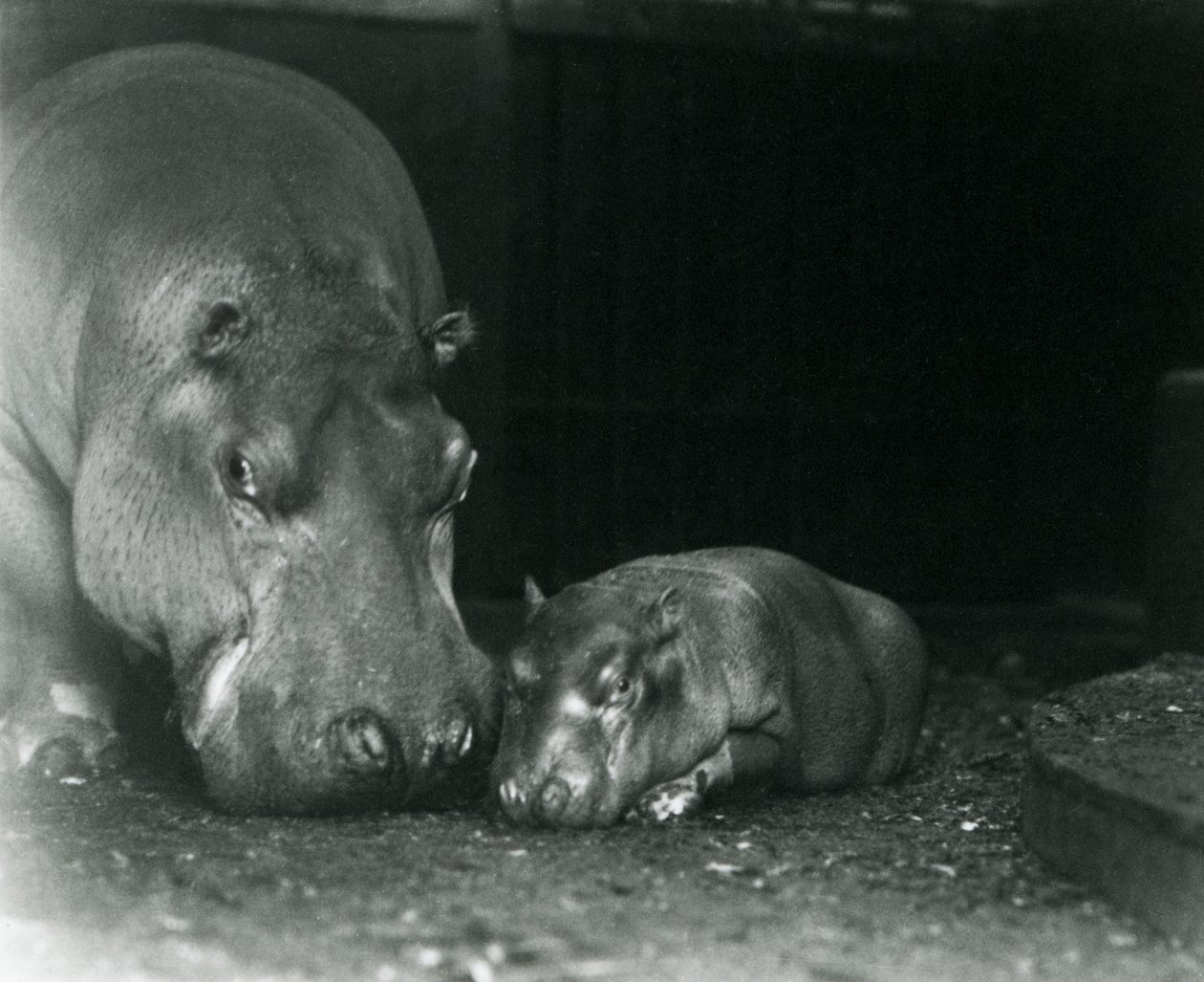 Hipopótamo Joan con su cría macho Jimmy en el Zoológico de Londres en marzo de 1927 de Frederick William Bond