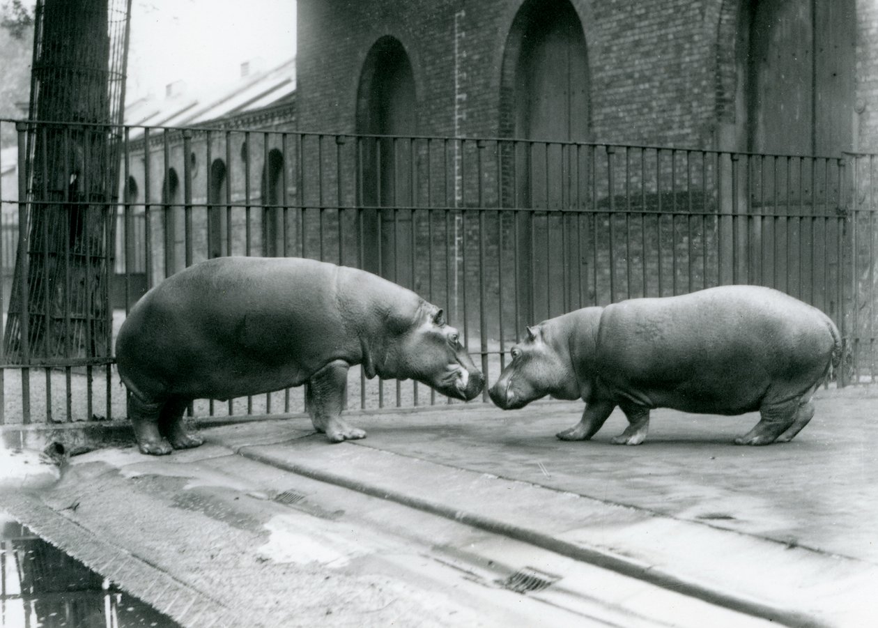 Los hipopótamos Bobbie y Joan son presentados en el Zoológico de Londres, 1923 de Frederick William Bond