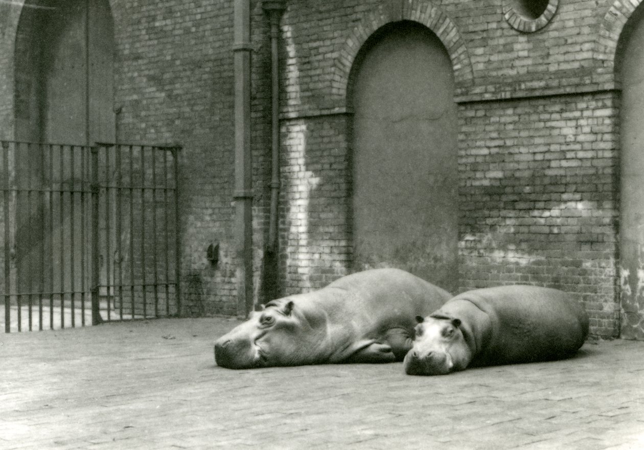 Hipopótamos Bobbie y Joan en el Zoológico de Londres, julio de 1923 de Frederick William Bond