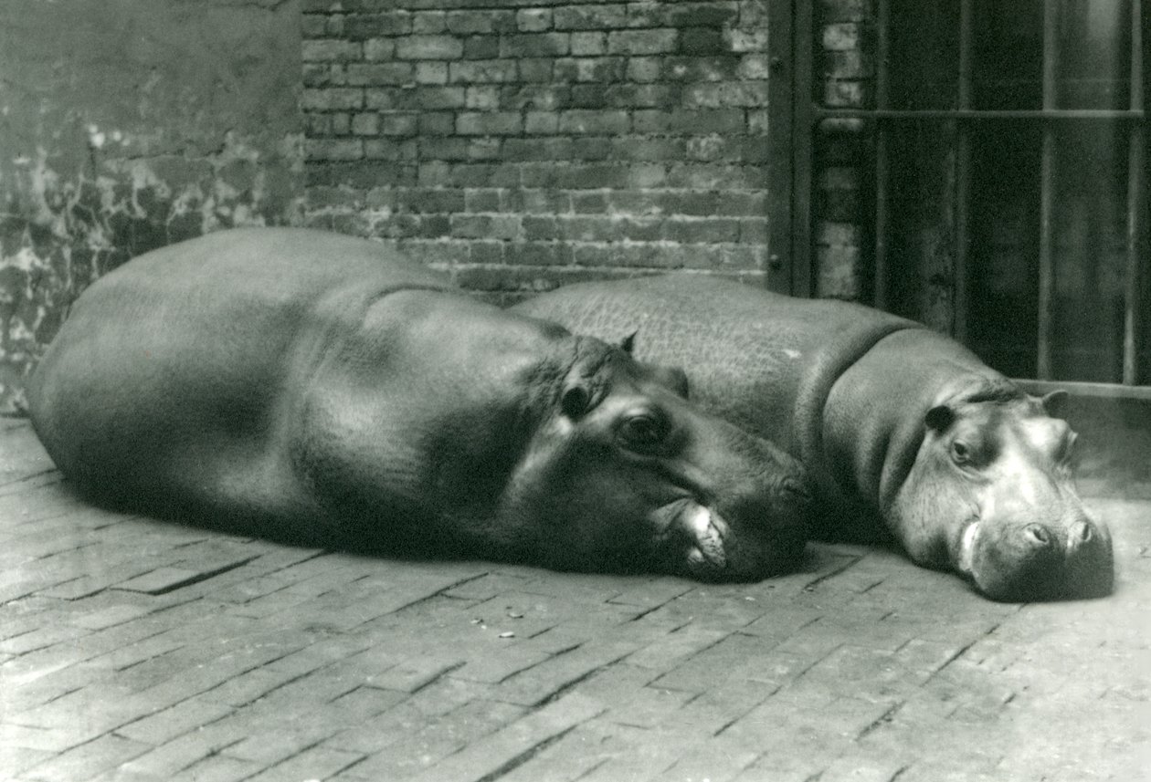 Hipopótamos Bobbie y Joan acostados en su recinto en el Zoológico de Londres, julio de 1923 de Frederick William Bond