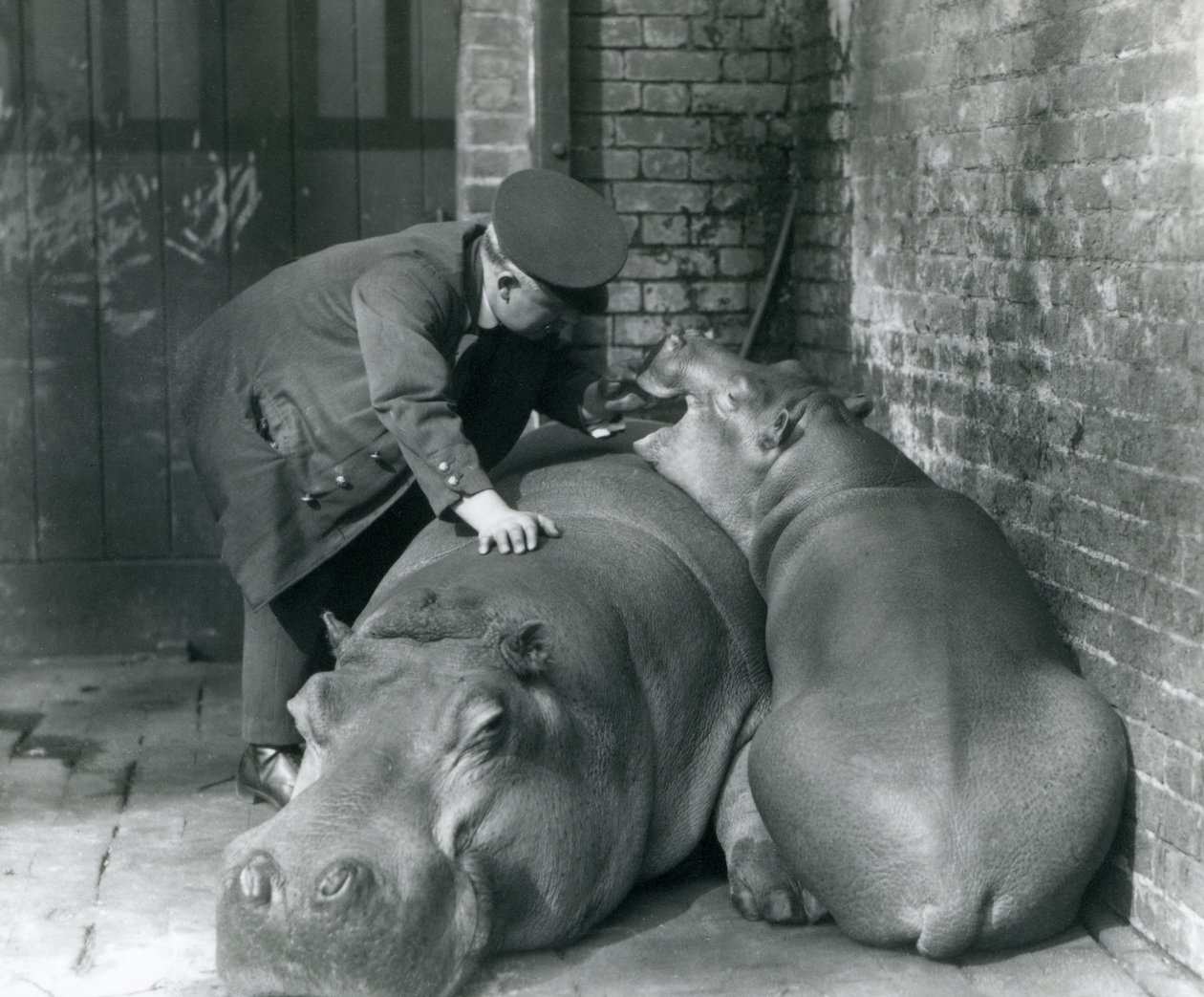 Hipopótamos Joan y Jimmy en el Zoológico de Londres en 1927 de Frederick William Bond