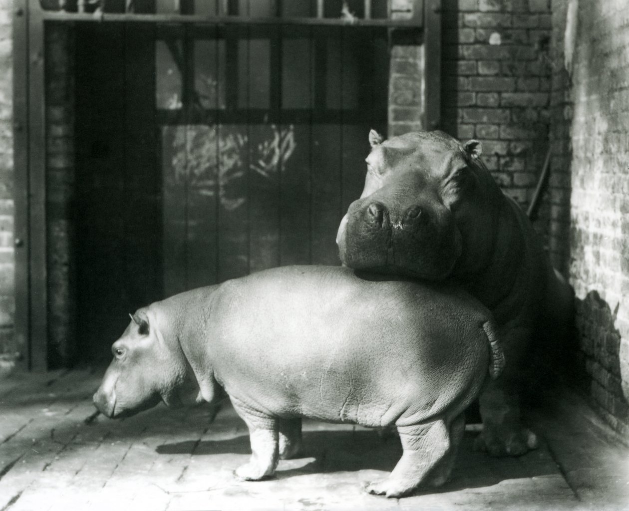 Hipopótamos Joan y Jimmy en el Zoológico de Londres en 1927 de Frederick William Bond