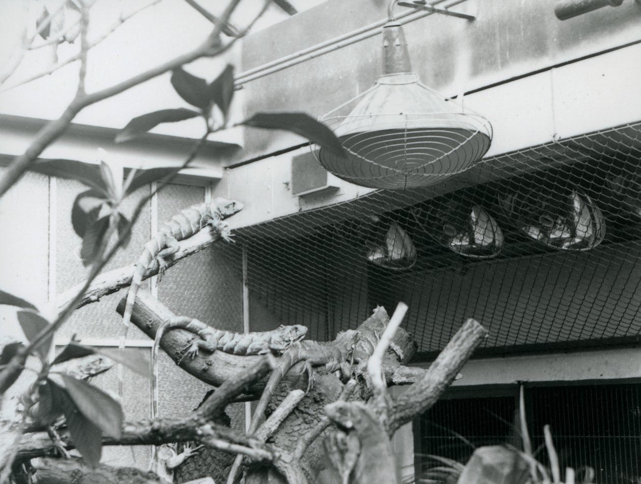 Iguanas, tomando el sol en ramas, disfrutando de la luz solar artificial en su recinto, Zoológico de Londres, agosto de 1928 de Frederick William Bond