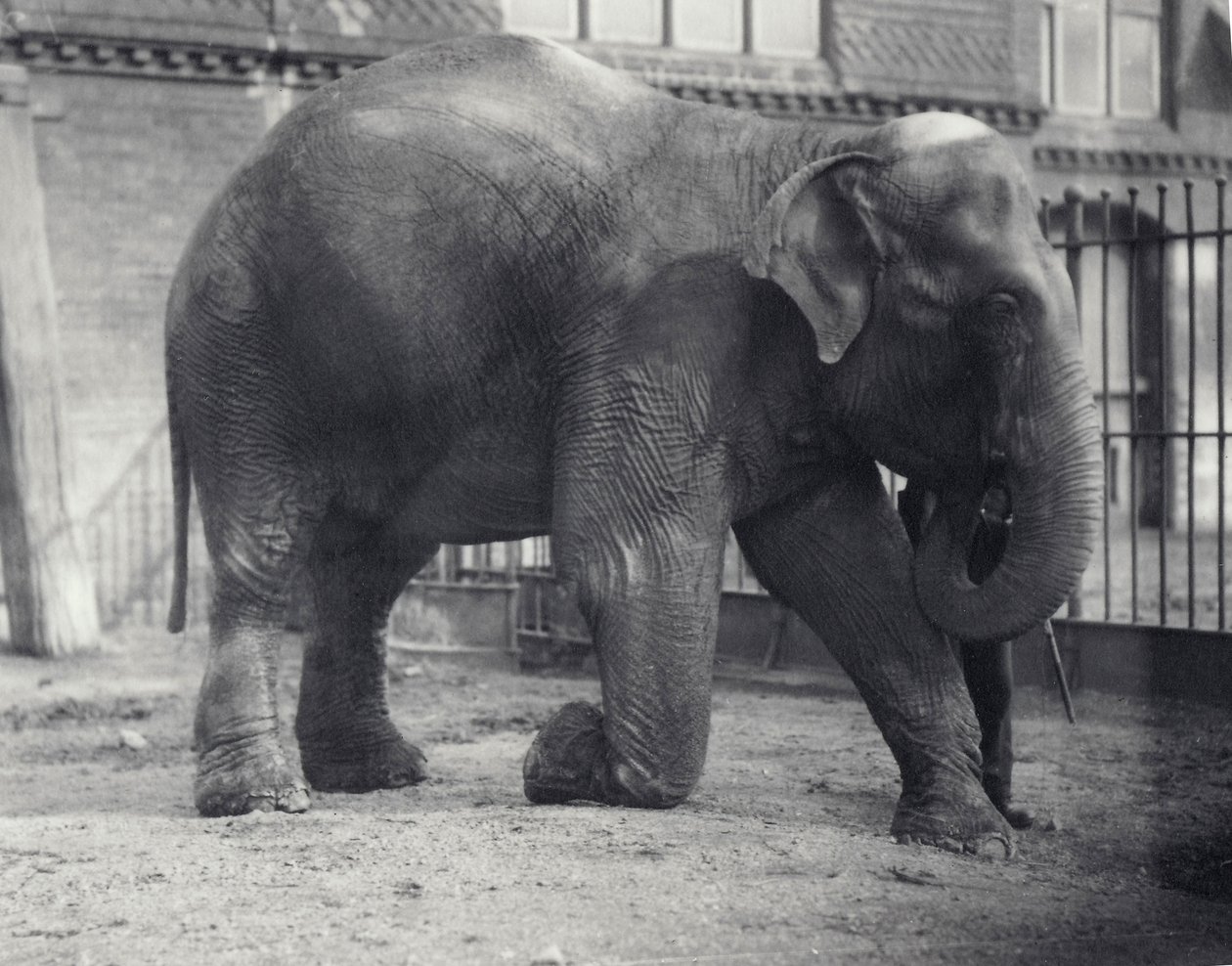 Elefante Indio, Assam Lukhi, arrodillado con su cuidador en el Zoológico de Londres, abril de 1914 de Frederick William Bond
