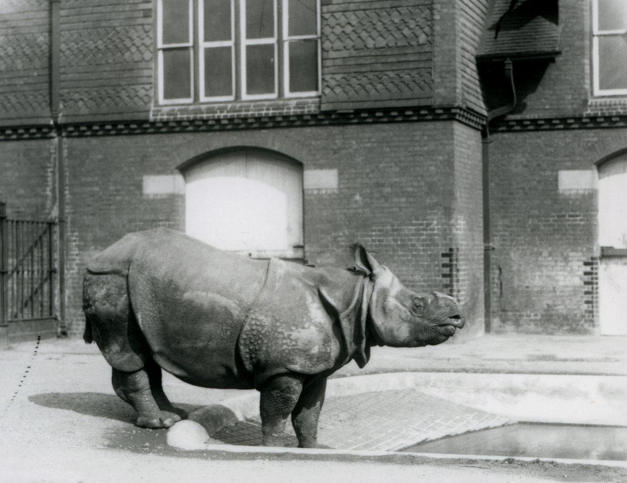 Rinoceronte Indio Félix de pie al borde de su piscina en el Zoológico de Londres en 1927 de Frederick William Bond