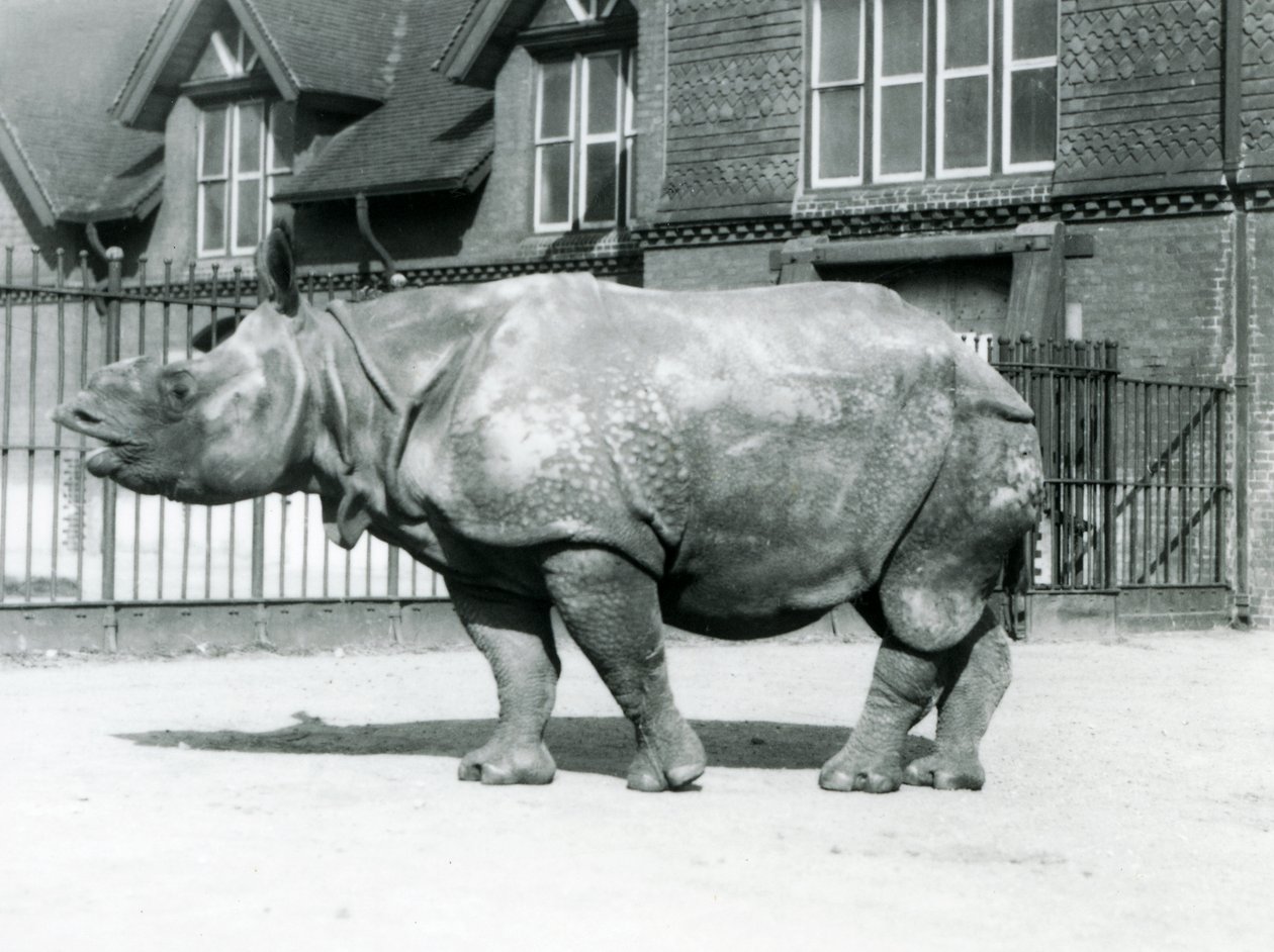 Rinoceronte indio Félix en su corral en el Zoológico de Londres, 1927 de Frederick William Bond