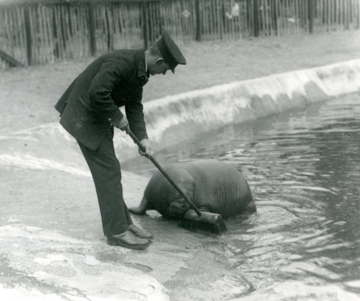 El cuidador Arthur Chandler barre la piscina de la morsa, zoológico de Londres, 1924 de Frederick William Bond
