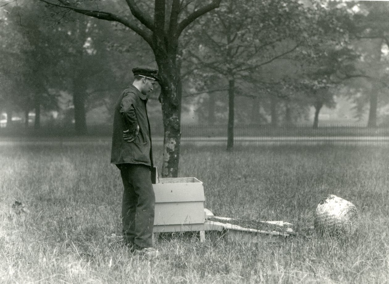 El cuidador Brown moviendo un enjambre de abejas, Zoológico de Londres, julio de 1926 de Frederick William Bond