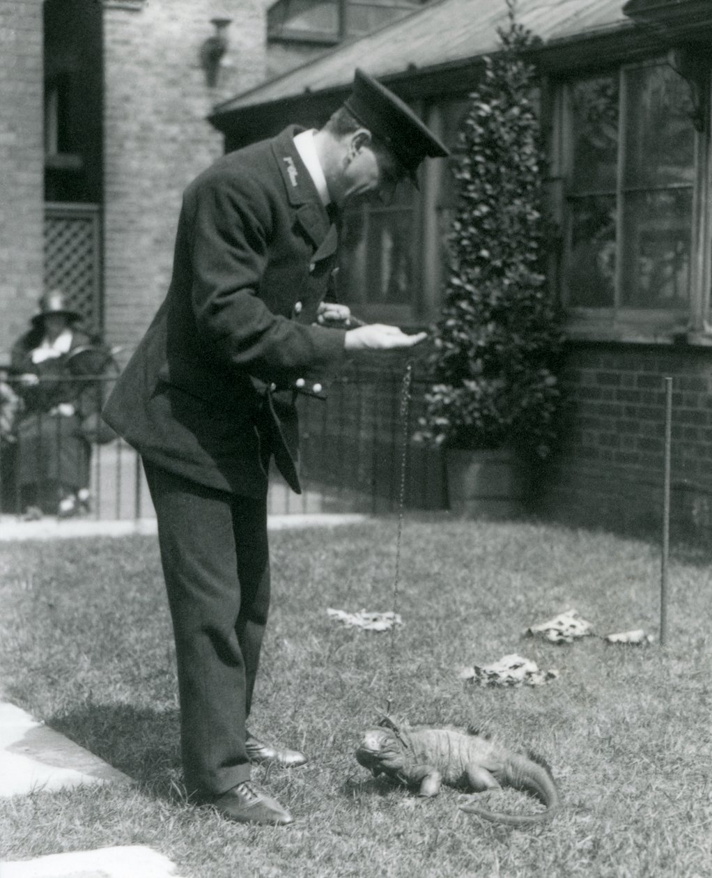Cuidador Collins con una iguana de roca nublada con correa en el Zoológico de Londres, 1924 de Frederick William Bond