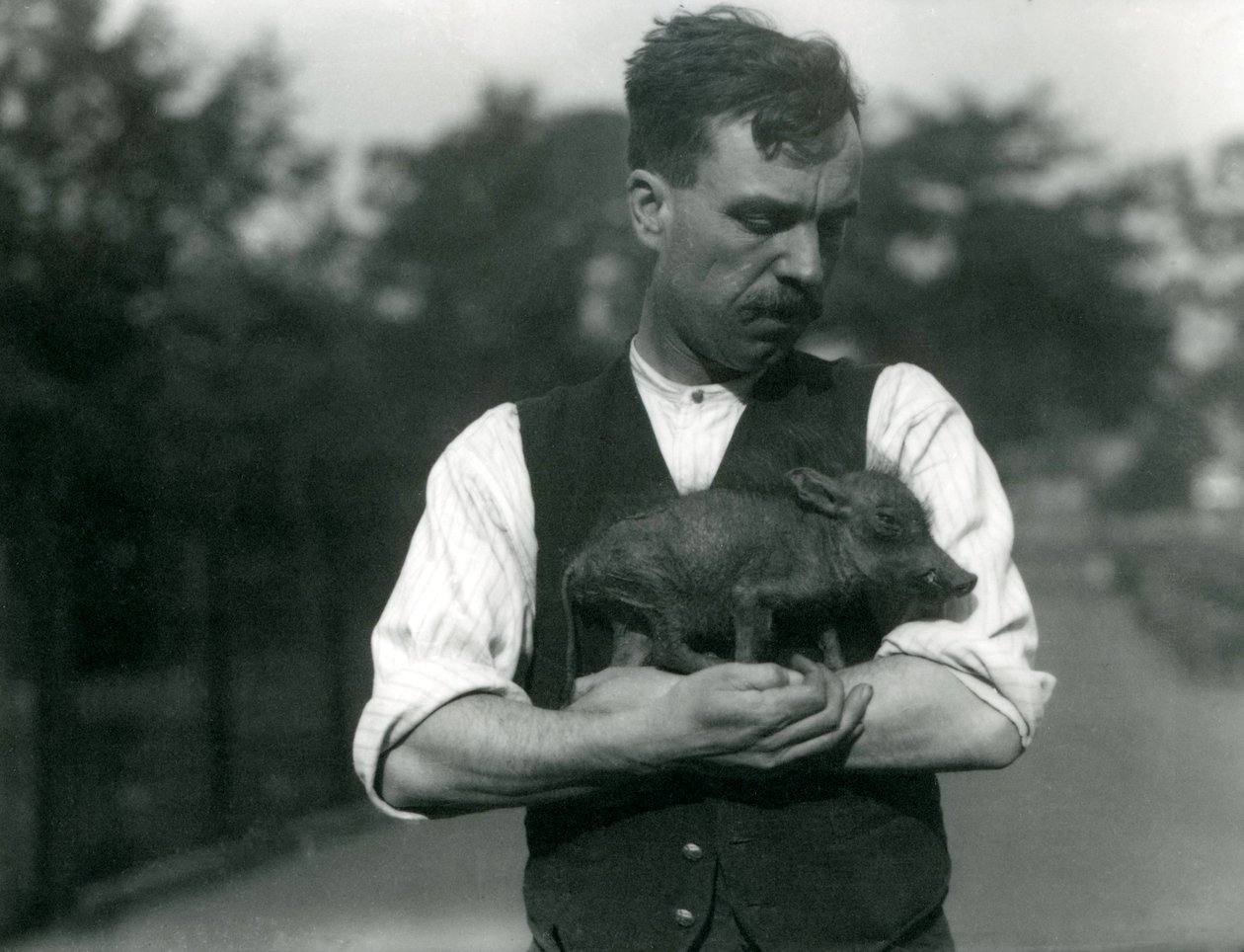 El guardián Harry Warwick sostiene un bebé Jabalí en sus brazos en el Zoológico de Londres, agosto 1922 de Frederick William Bond