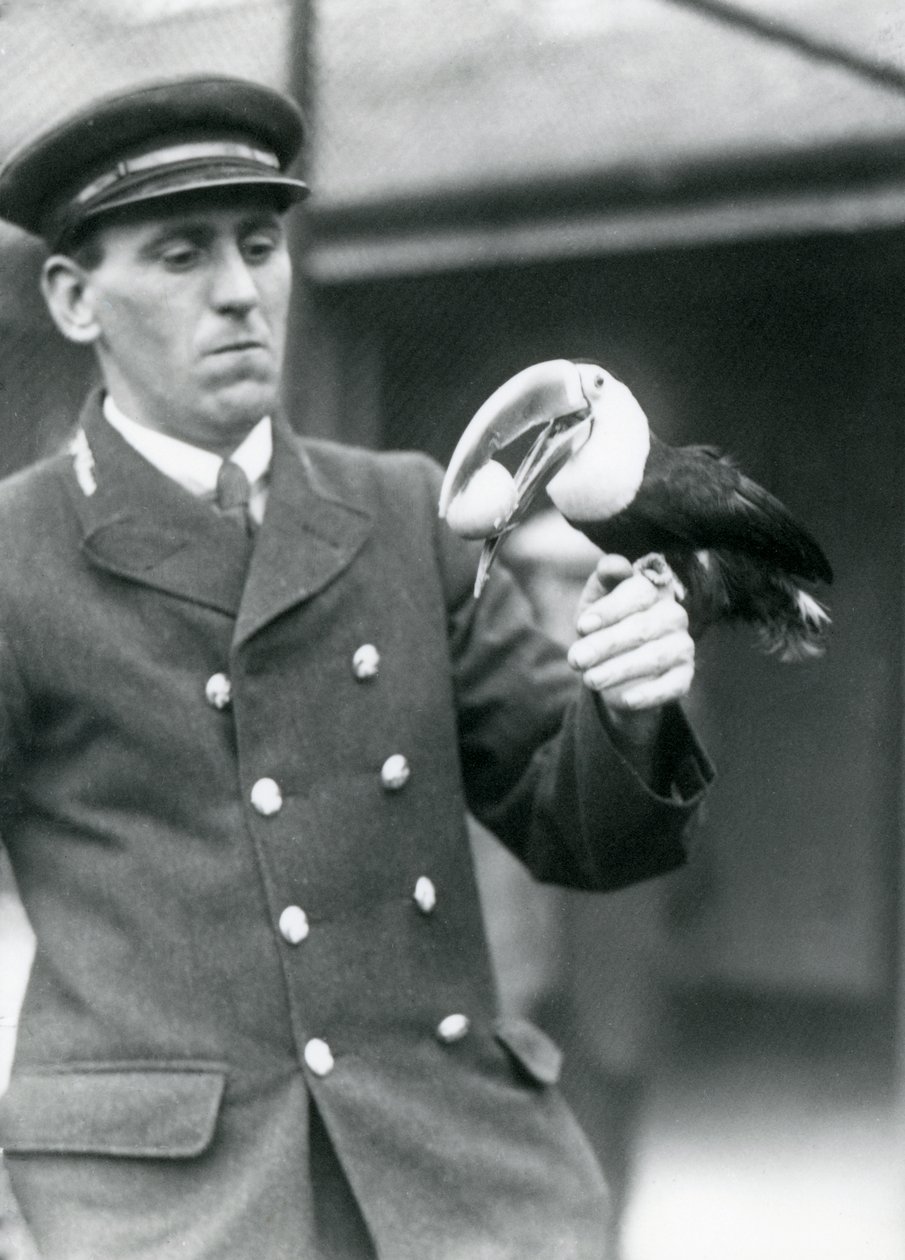 El cuidador, Thomas Raggett, sosteniendo un tucán de pico rojo con un huevo en la boca en el Zoológico de Londres en 1924 de Frederick William Bond