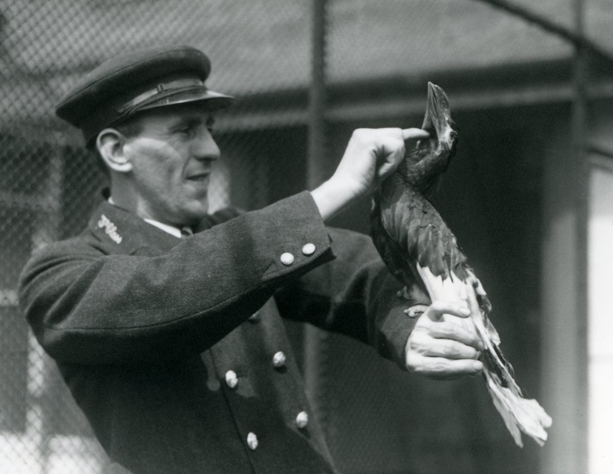 El Guardián Thomas Raggett Acariciando un Gran Calao Indio bajo su Pico en el Zoológico de Londres, 1924 de Frederick William Bond