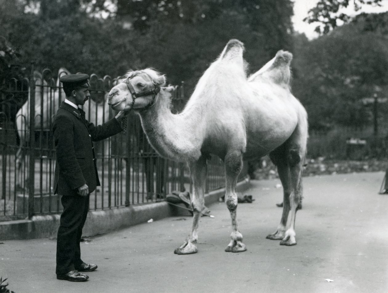 El Guardián W. Styles con un Camello Bactriano en el Zoológico de Londres, julio de 1914 de Frederick William Bond