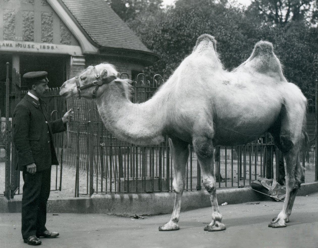 El guardián W. Styles, con un camello bactriano, fuera de la Casa de las Llamas en el Zoológico de Londres, julio de 1914 de Frederick William Bond