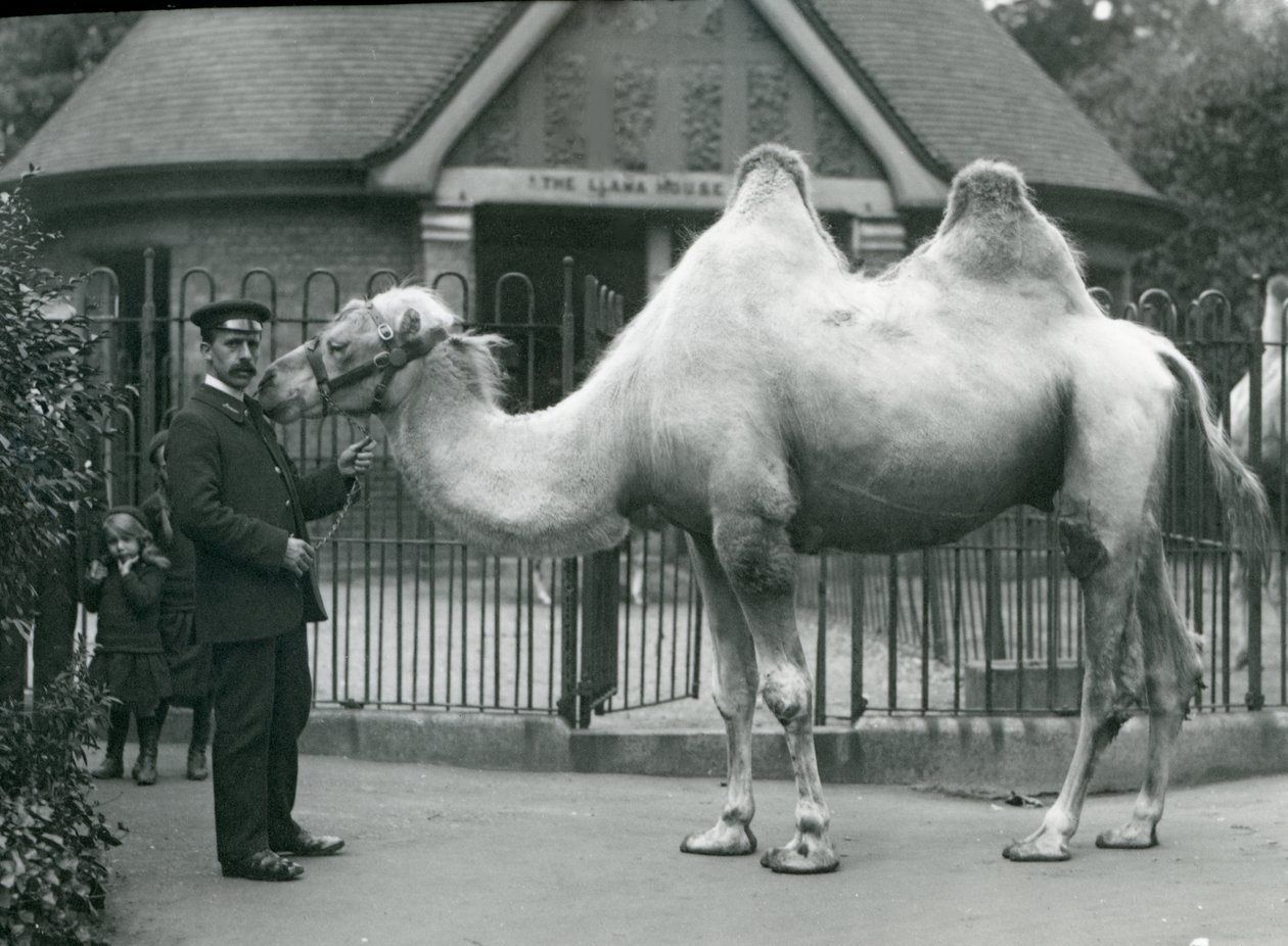El guardián W. Styles, con un camello bactriano, fuera de la Casa de las Llamas en el Zoológico de Londres, julio de 1914 de Frederick William Bond