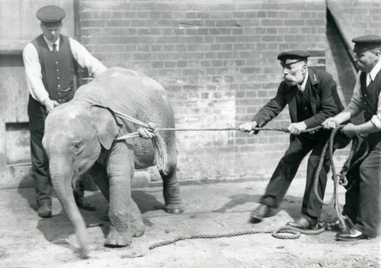 Los Guardianes A. Church, Charles Eyles y H. Robertson Intentando Guiar a un Elefante Asiático Bebé con una Cuerda, Zoológico de Londres, Septiembre de 1919 de Frederick William Bond