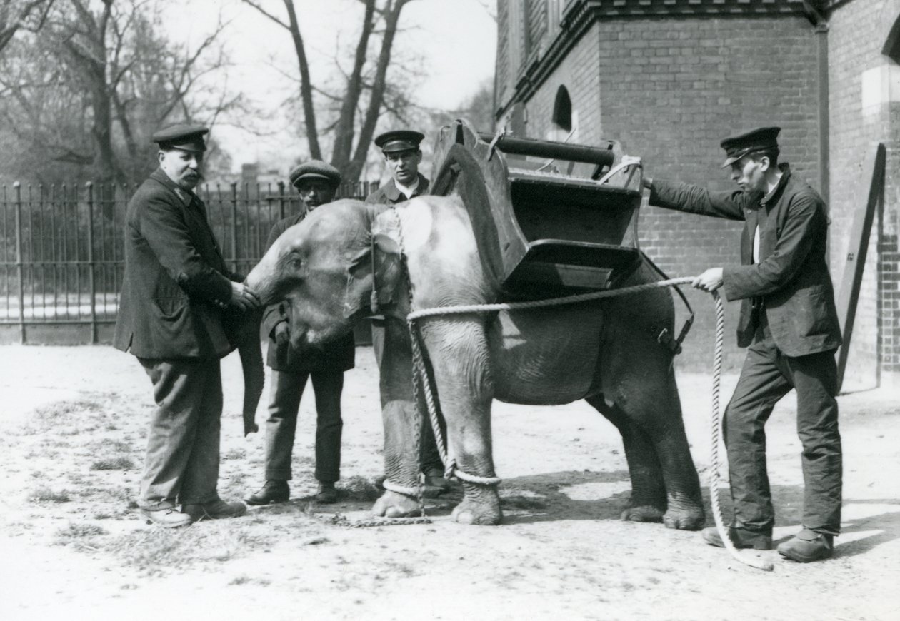 Los cuidadores Jack Milbourne, H Robertson y Thomas entrenan a un joven elefante asiático, zoológico de Londres, mayo de 1922 de Frederick William Bond