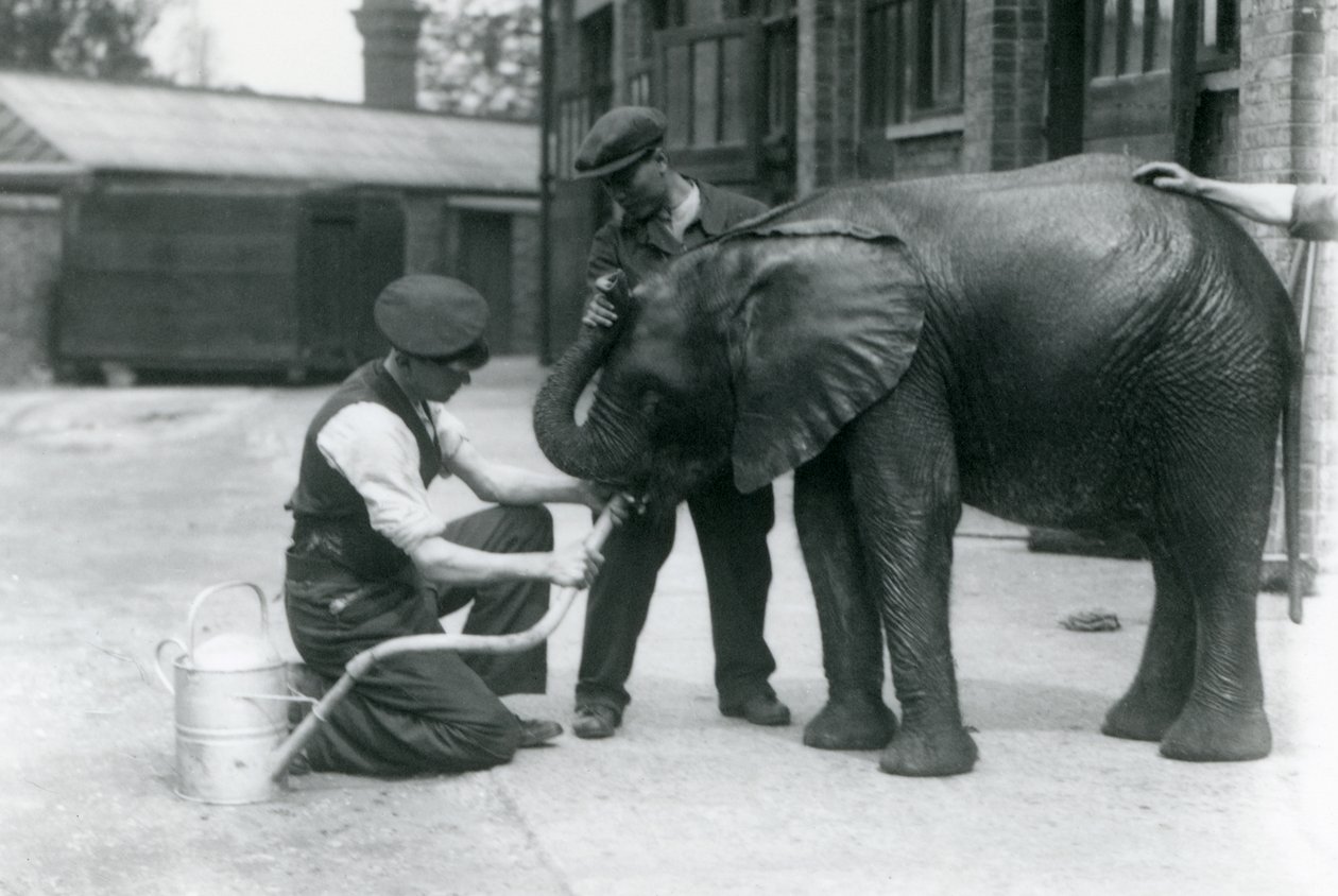 Cuidadores ayudando al joven elefante africano Kiberenge a beber de una manguera en el Zoológico de Londres, julio de 1924 de Frederick William Bond