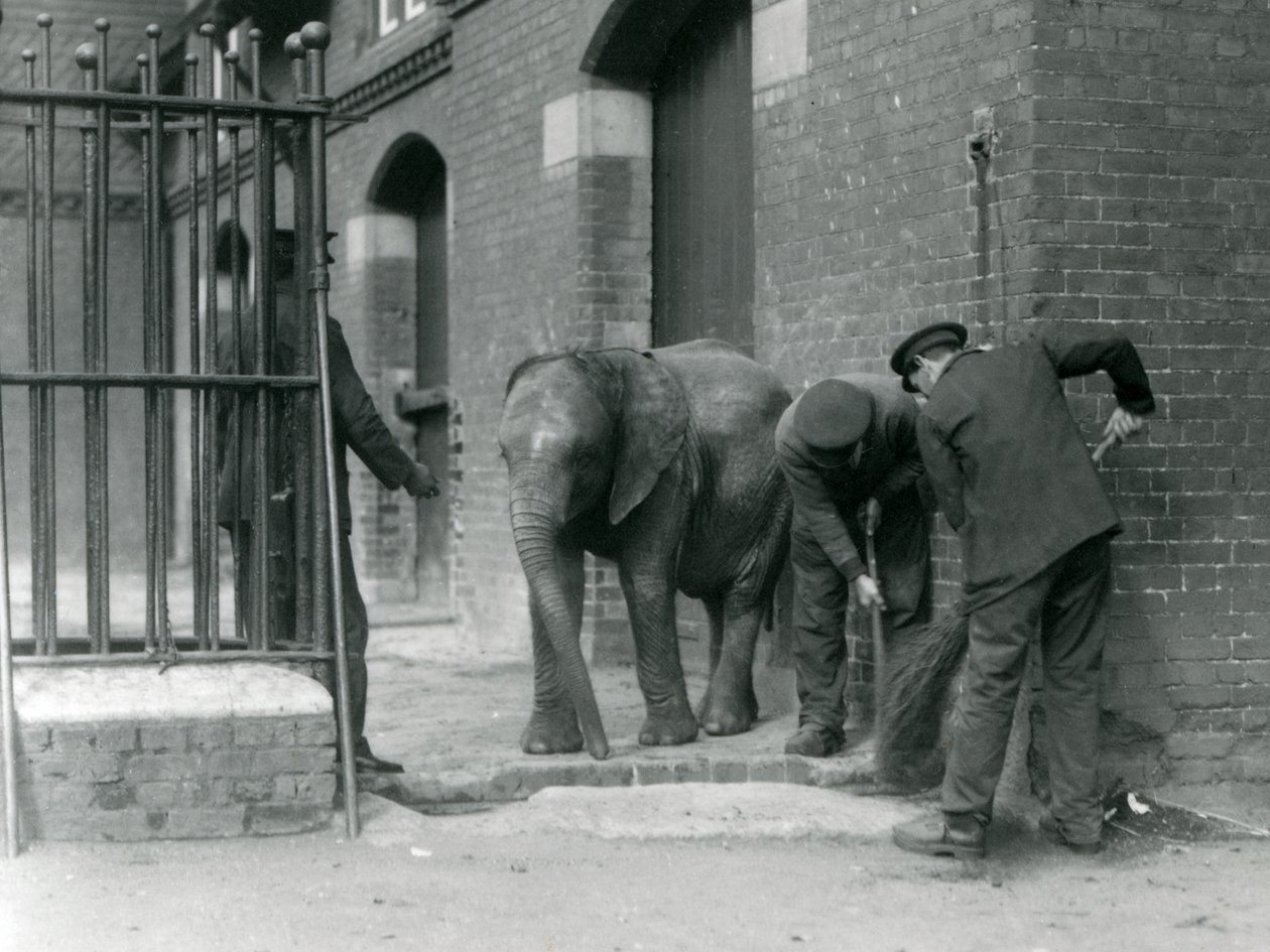 Cuidadores con el joven elefante africano Kiberenge, Zoológico de Londres, 1924 de Frederick William Bond