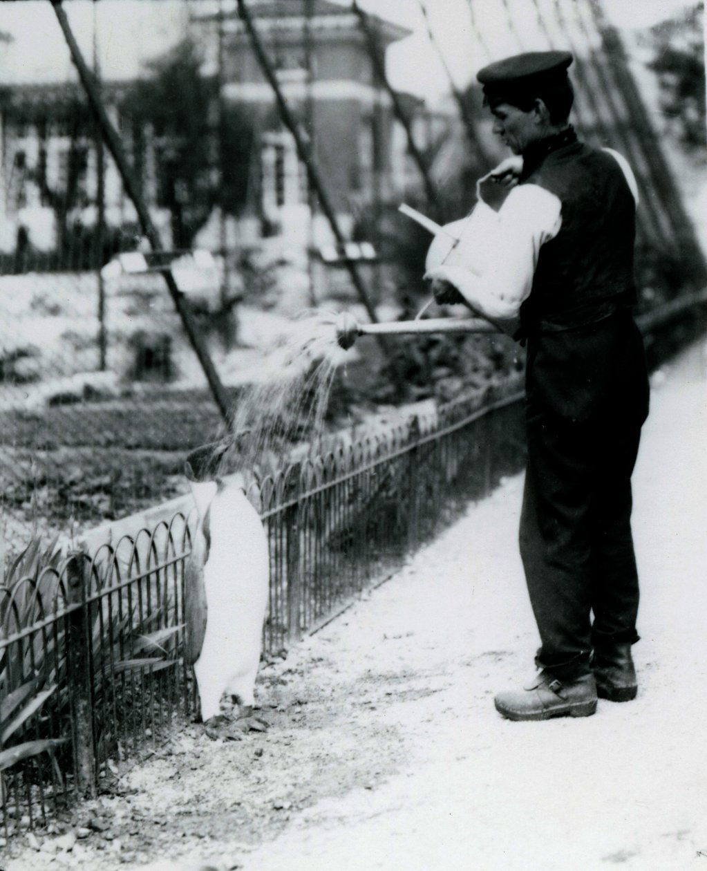 Pingüino Rey, siendo bañado por el cuidador Harry Munro, con una regadera en el Zoológico de Londres, mayo de 1914. Munro murió en la Primera Guerra Mundial, habiendo servido en el ejército, en dirigibles y en anti-submarinos de Frederick William Bond