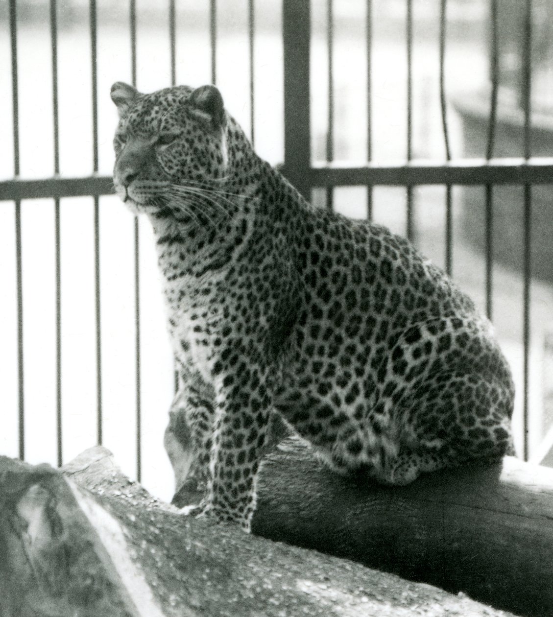 Leopardo Rex sentado en un tronco en su recinto en el Zoológico de Londres en junio de 1925 de Frederick William Bond