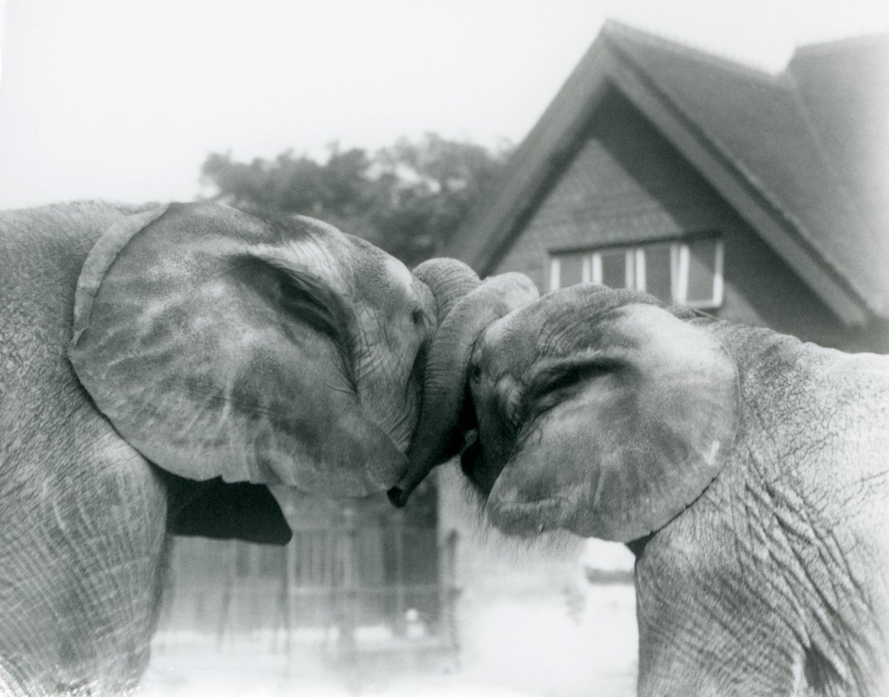 Elefante africano macho Kiberenge y elefante africano hembra Hango saludándose al entrelazar sus trompas en el Zoológico de Londres en octubre de 1927. Kiberenge fue presentado al Zoológico de Londres por S.E. Sir Horace Byatt de Frederick William Bond