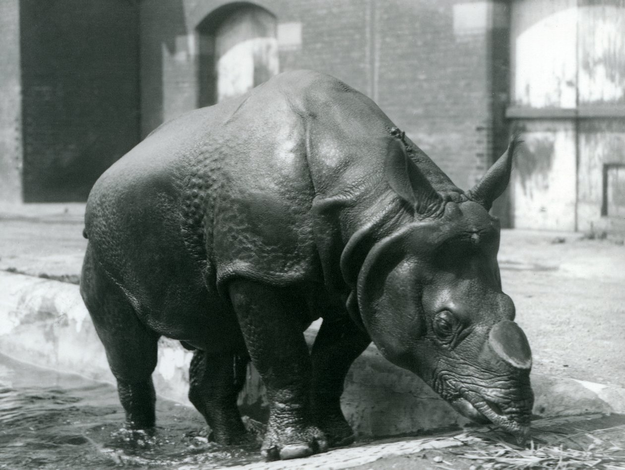 Rinoceronte indio macho Félix saliendo de su piscina en el Zoológico de Londres en 1928 de Frederick William Bond