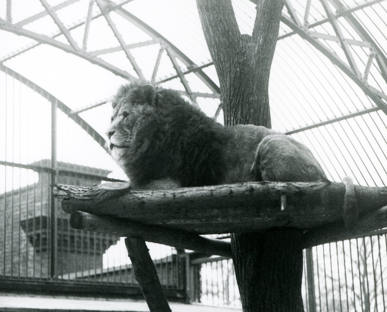 León macho, 