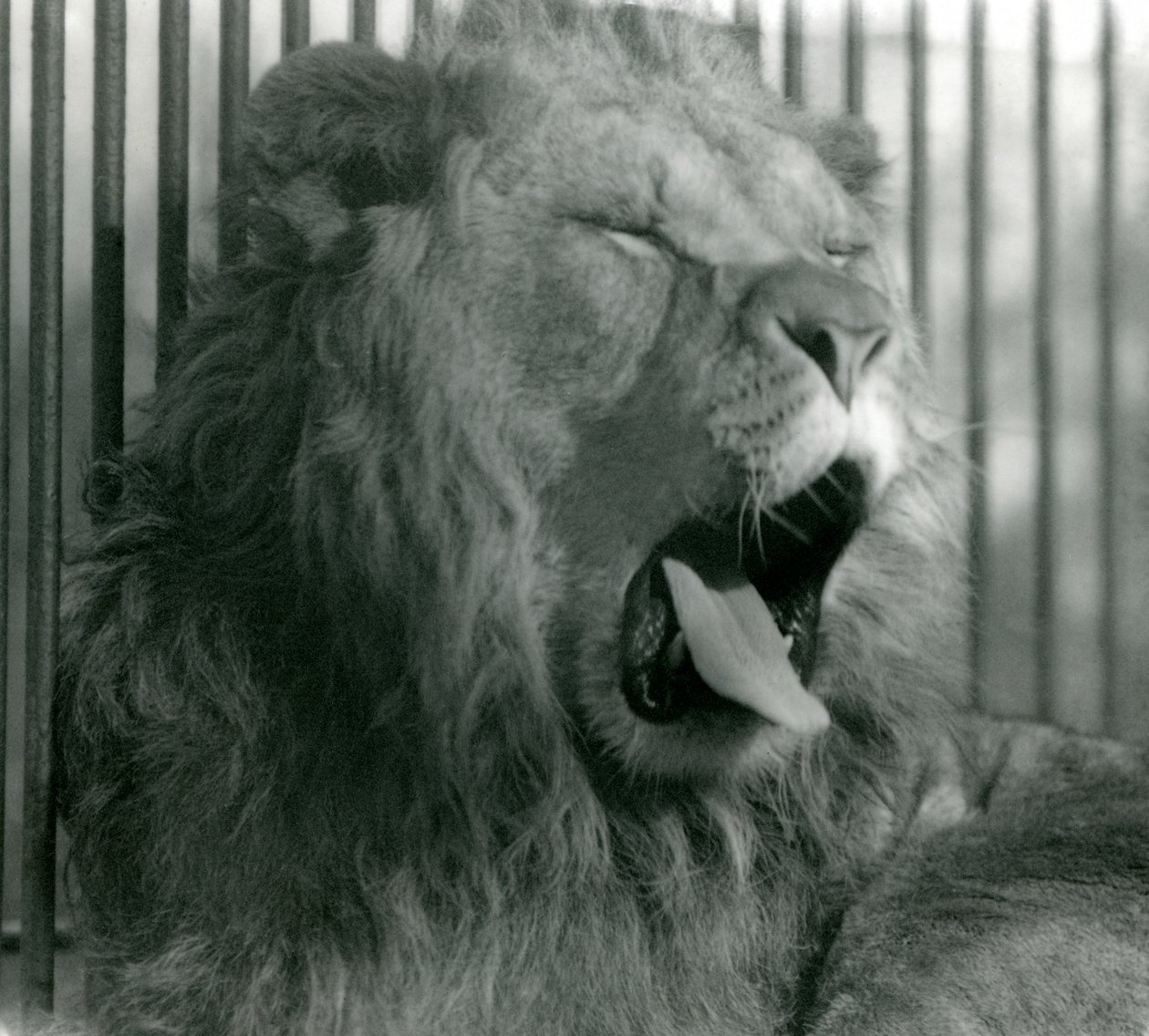 León macho, Abdullah, bosteza en su recinto en el Zoológico de Londres en 1925 de Frederick William Bond