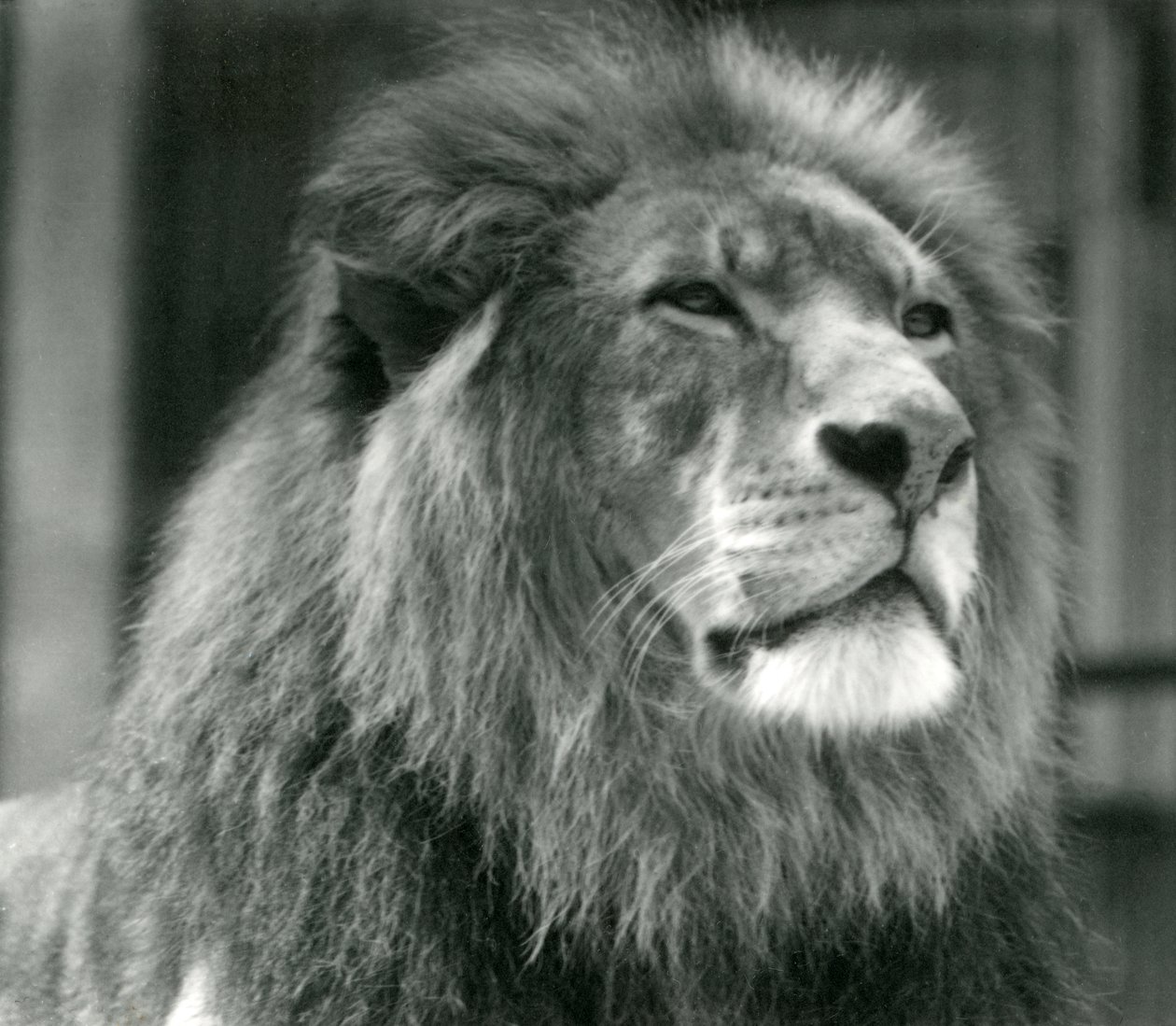 León macho Kuja en el Zoológico de Londres en agosto de 1924 de Frederick William Bond