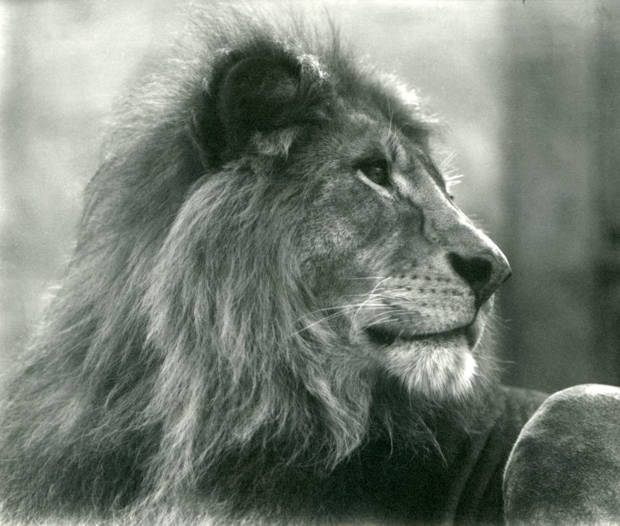 León macho Kuja en el Zoológico de Londres en enero de 1925 de Frederick William Bond