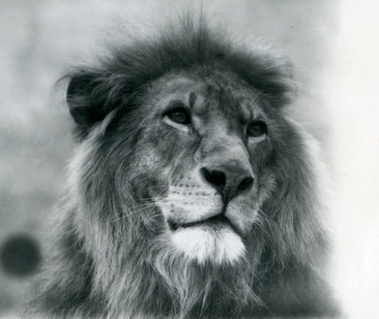 León macho Kuja en el Zoológico de Londres en enero de 1925 de Frederick William Bond