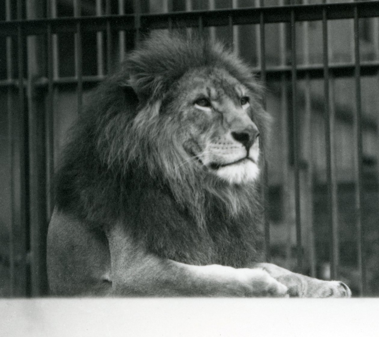León macho 