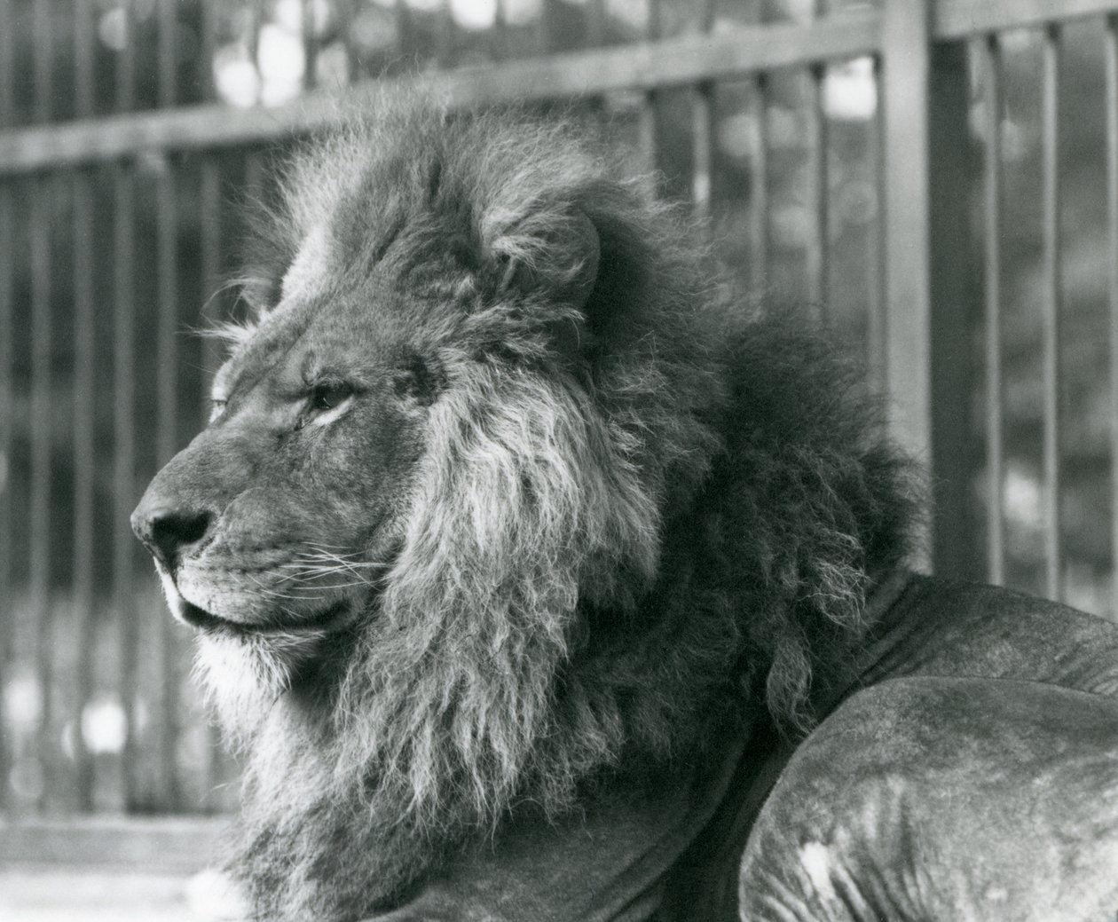 León macho Toto acostado en su recinto en el Zoológico de Londres en septiembre de 1927 de Frederick William Bond