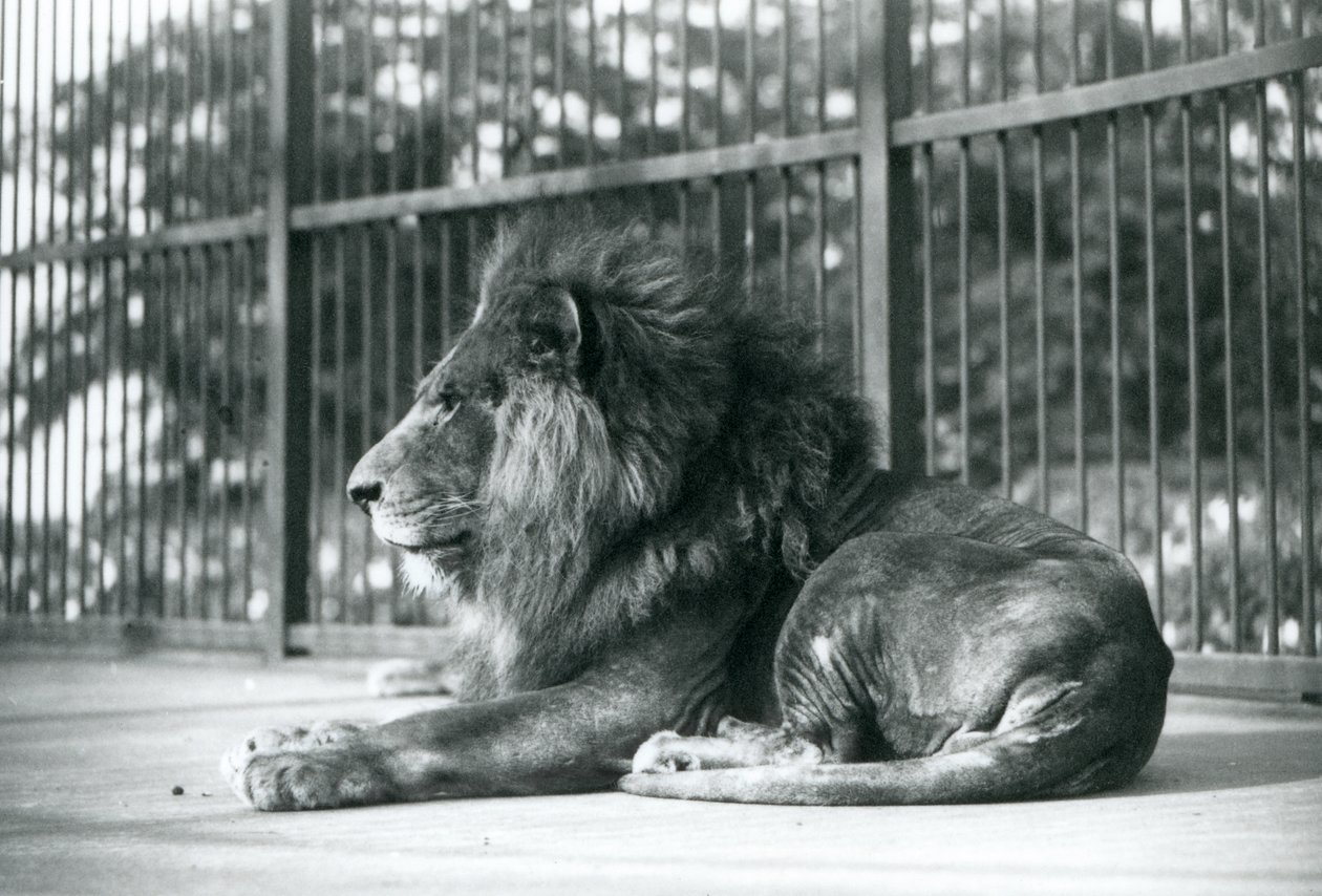 León macho Toto acostado en su recinto en el Zoológico de Londres en septiembre de 1927 de Frederick William Bond