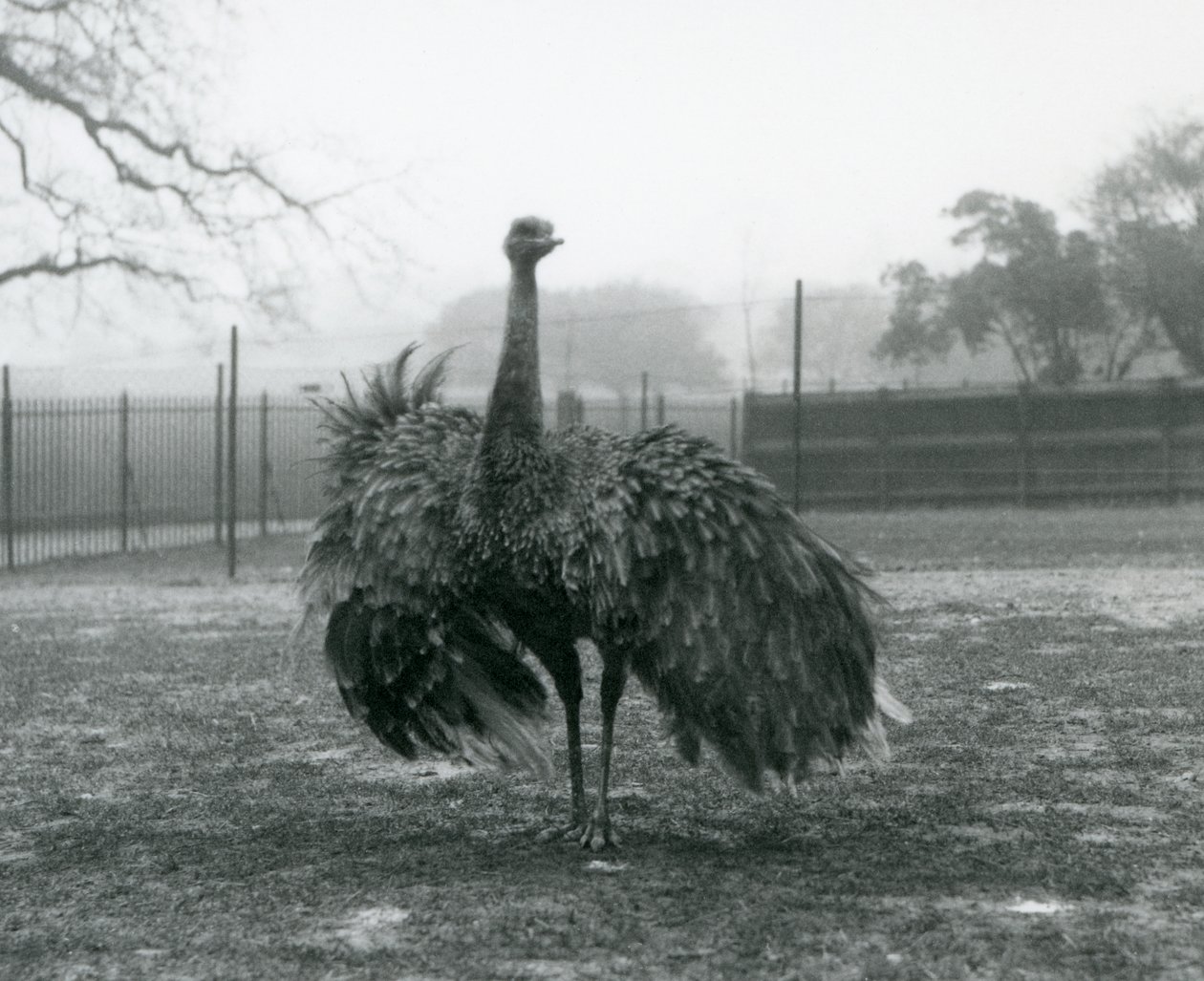Exhibición de llamada de un Ñandú Mayor macho, Zoológico de Londres de Frederick William Bond