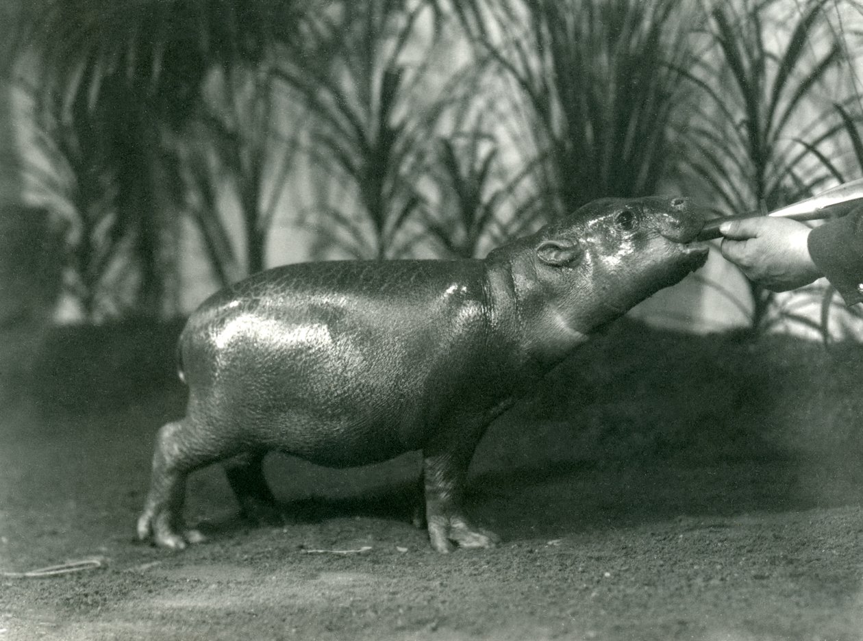 Percy, un joven hipopótamo pigmeo siendo alimentado a mano en el Zoológico de Londres, noviembre de 1923 de Frederick William Bond