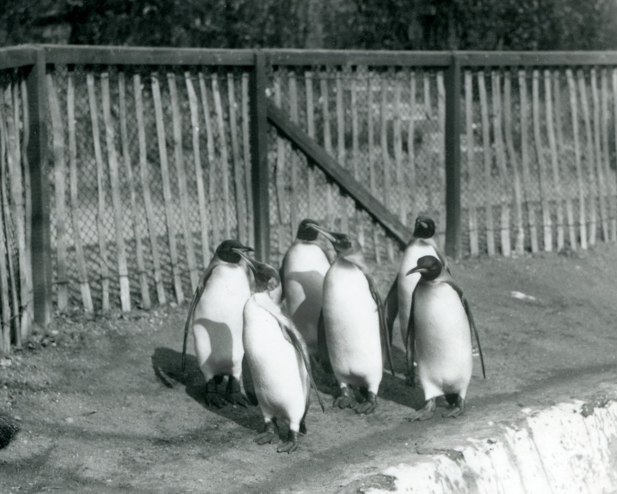 Seis pingüinos rey caminando junto a su piscina en el Zoológico de Londres en 1927 de Frederick William Bond