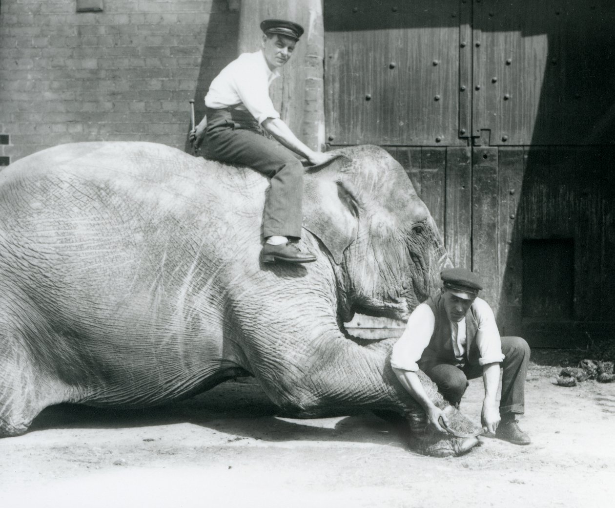Sundermalah teniendo su pie delantero recortado por un cuidador, con una lima, mientras otro se sienta en su espalda, Zoológico de Londres, agosto de 1926 de Frederick William Bond