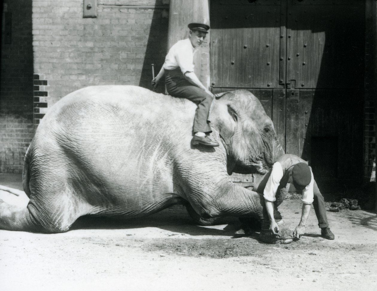 Sundermalah teniendo su pie delantero recortado por un cuidador, con una lima, mientras otro se sienta en su espalda, Zoológico de Londres, 1926 de Frederick William Bond