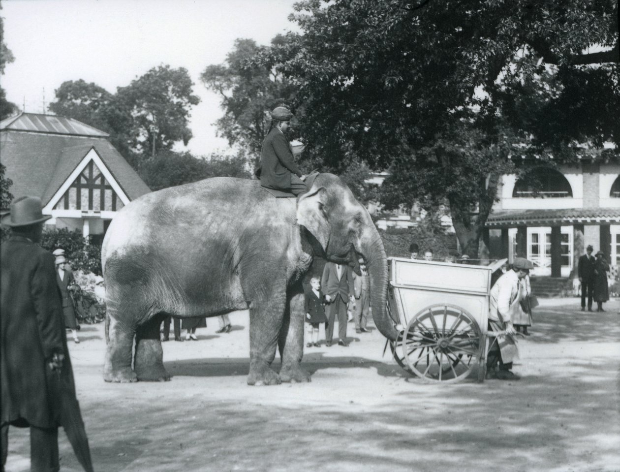 Syed Ali montando a Indiarani detrás de una carretilla, Zoológico de Londres, octubre de 1925 de Frederick William Bond