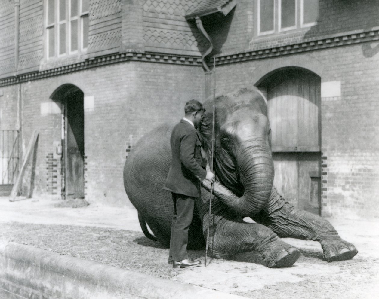 Syed Ali, entrenando a Indiarani frente a la Casa de los Elefantes, Zoológico de Londres, agosto de 1923 de Frederick William Bond