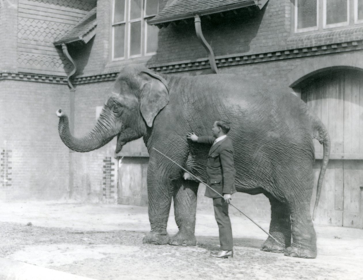 Syed Ali, entrenando a Indiarani frente a la Casa de los Elefantes, Zoológico de Londres, agosto de 1923 de Frederick William Bond