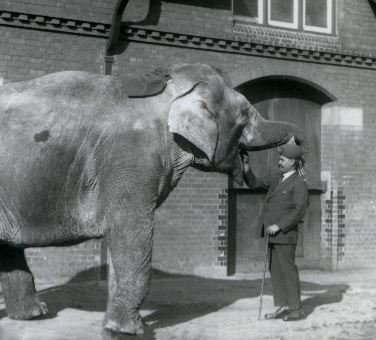 Syed Ali entrenando a Indiarani frente a la Casa de los Elefantes, Zoológico de Londres, octubre 1925 de Frederick William Bond