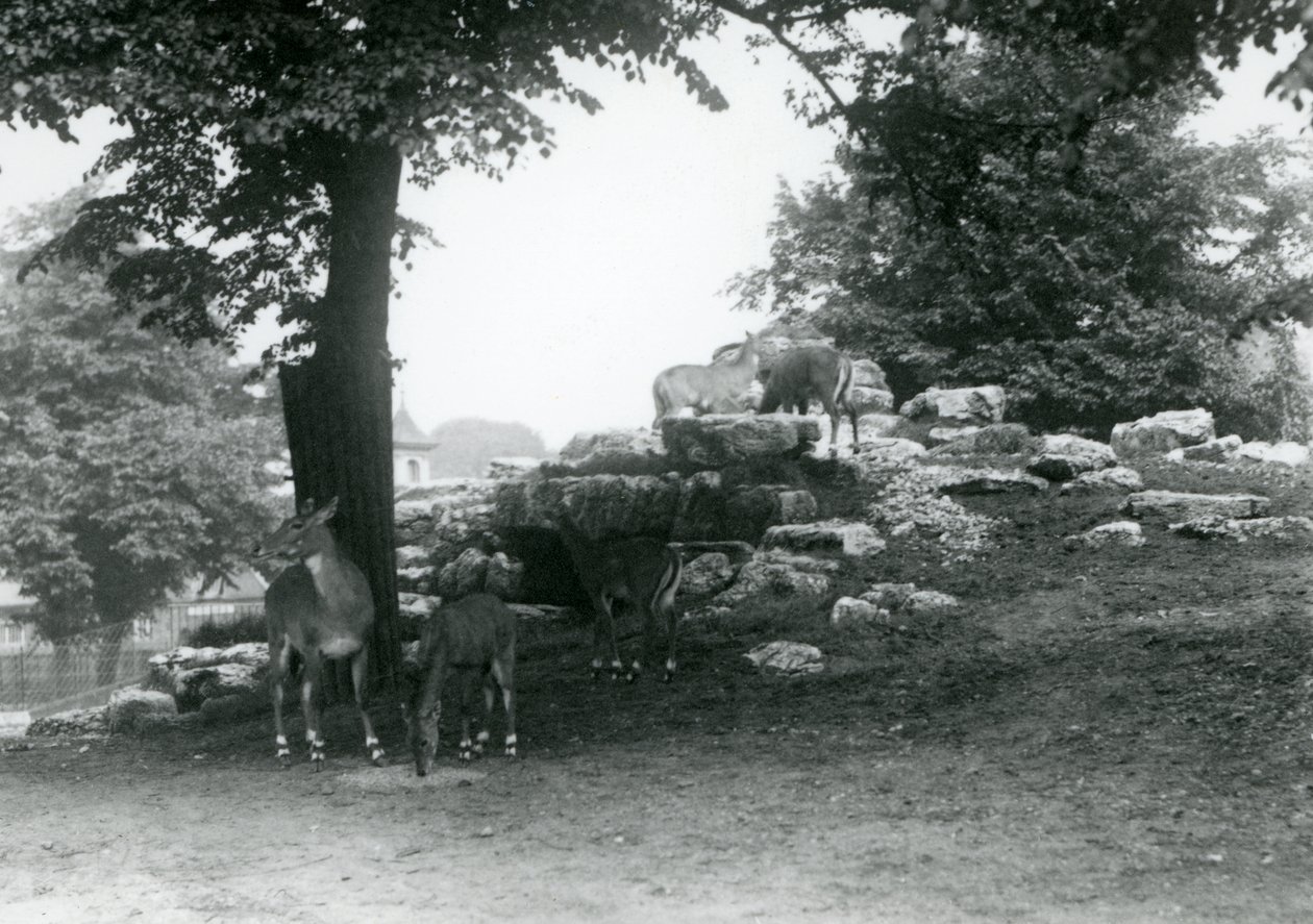 El corral de antílopes Eland en el Zoológico de Londres en 1924 de Frederick William Bond